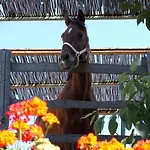San Cataldo Lantgård Motta Camastra